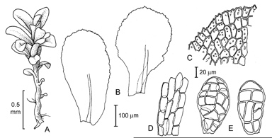 APII jpeg image of Gymnostomiella vernicosa var. vernicosa  © contact APII