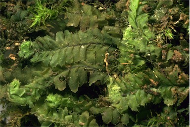 APII jpeg image of Heteroscyphus fissistipus  © contact APII