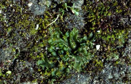 APII jpeg image of Phaeoceros  © contact APII