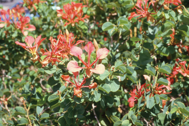 APII jpeg image of Bauhinia galpinii  © contact APII