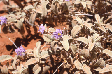 APII jpeg image of Solanum sturtianum  © contact APII