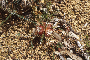 APII jpeg image of Banksia nivea subsp. nivea  © contact APII