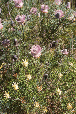 APII jpeg image of Isopogon divergens  © contact APII