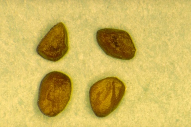 APII jpeg image of Eucalyptus celastroides subsp. virella  © contact APII