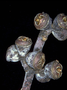 APII jpeg image of Eucalyptus cinerea subsp. triplex  © contact APII