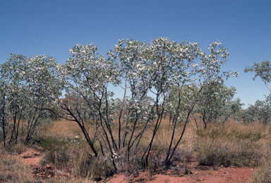 APII jpeg image of Eucalyptus melanophloia  © contact APII