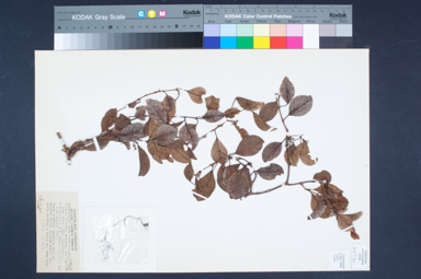 APII jpeg image of Micrechites rhombifolius  © contact APII