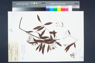 APII jpeg image of Anodendron coriaceum  © contact APII