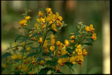 APII jpeg image of Oxylobium ilicifolium  © contact APII