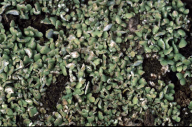 APII jpeg image of Cladonia  © contact APII
