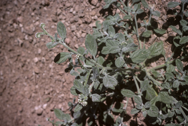 APII jpeg image of Euploca ovalifolia  © contact APII