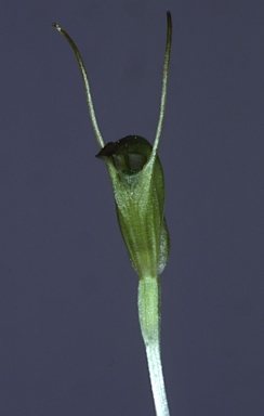 APII jpeg image of Diplodium nanum  © contact APII