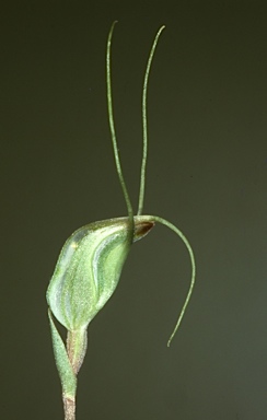 APII jpeg image of Diplodium aestivum  © contact APII