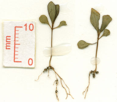 APII jpeg image of Harungana madagascariensis  © contact APII