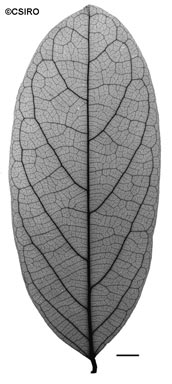 APII jpeg image of Connarus conchocarpus  © contact APII