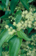 Clematis pickeringii 