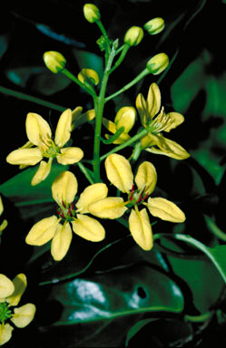 APII jpeg image of Tristellateia australasiae  © contact APII