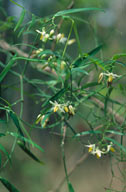 Geitonoplesium cymosum