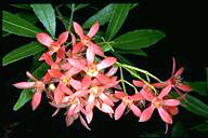 Ceratopetalum gummiferum (NSW Christmas Bush) - click for larger image