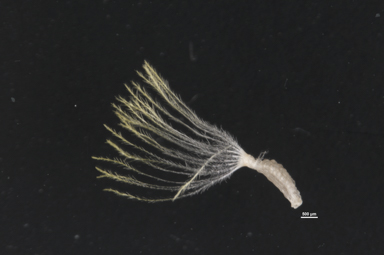 APII jpeg image of Leucochrysum albicans subsp. albicans  © contact APII