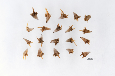 APII jpeg image of Calotis lappulacea  © contact APII