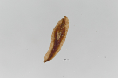 APII jpeg image of Baloskion australe  © contact APII