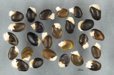 APII jpeg image of Pultenaea subspicata  © contact APII