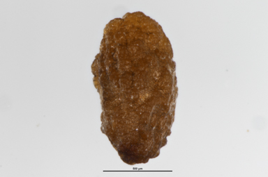 APII jpeg image of Veronica derwentiana subsp. maideniana  © contact APII