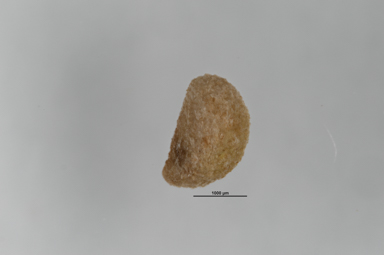 APII jpeg image of Pentachondra pumila  © contact APII