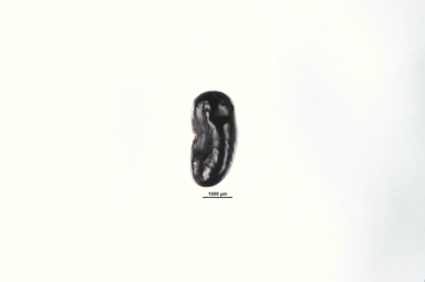 APII jpeg image of Mirbelia oxylobioides  © contact APII