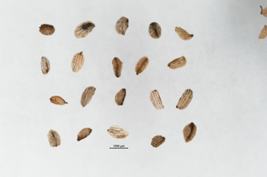 APII jpeg image of Euphrasia collina subsp. lapidosa  © contact APII