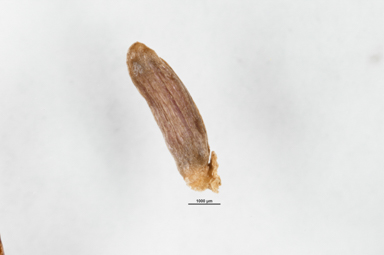 APII jpeg image of Patersonia glabrata  © contact APII