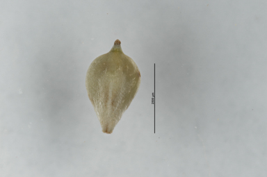 APII jpeg image of Bolboschoenus caldwellii  © contact APII