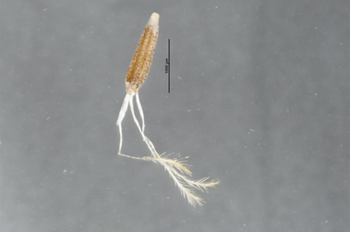 APII jpeg image of Chrysocephalum eremaeum  © contact APII