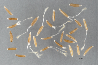 APII jpeg image of Chrysocephalum eremaeum  © contact APII