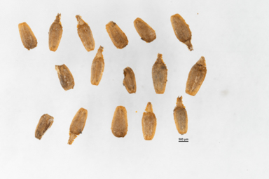 APII jpeg image of Leptinella filicula  © contact APII