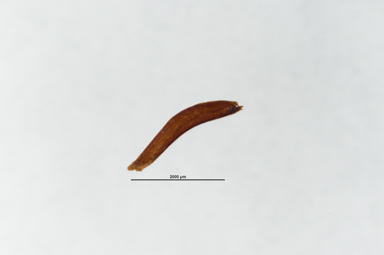 APII jpeg image of Leptospermum squarrosum  © contact APII