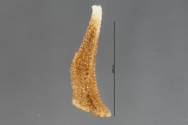 APII jpeg image of Lophostemon confertus  © contact APII