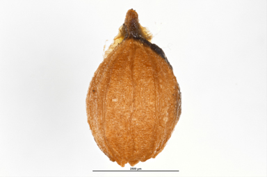 APII jpeg image of Leptomeria acida  © contact APII