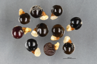 APII jpeg image of Dodonaea hexandra  © contact APII