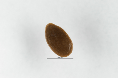 APII jpeg image of Linum marginale  © contact APII