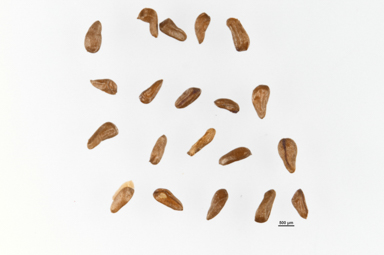 APII jpeg image of Calothamnus affinis  © contact APII