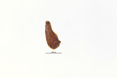 APII jpeg image of Leptospermum trinervium  © contact APII