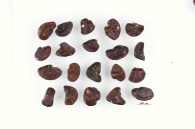 APII jpeg image of Pittosporum venulosum  © contact APII