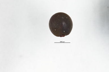 APII jpeg image of Dodonaea petiolaris  © contact APII