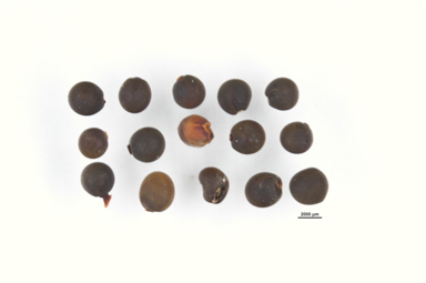 APII jpeg image of Dodonaea petiolaris  © contact APII