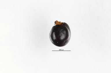 APII jpeg image of Dodonaea platyptera  © contact APII