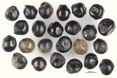 APII jpeg image of Dodonaea polyzyga  © contact APII