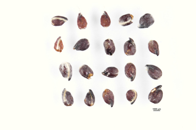 APII jpeg image of Atriplex holocarpa  © contact APII