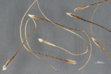 APII jpeg image of Austrostipa nodosa  © contact APII